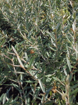 Grevillea victoriae 'Aurea'